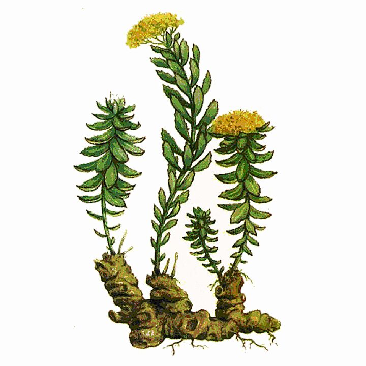 Gigant jelin bir parçası olarak Rosela Rhodiola özü
